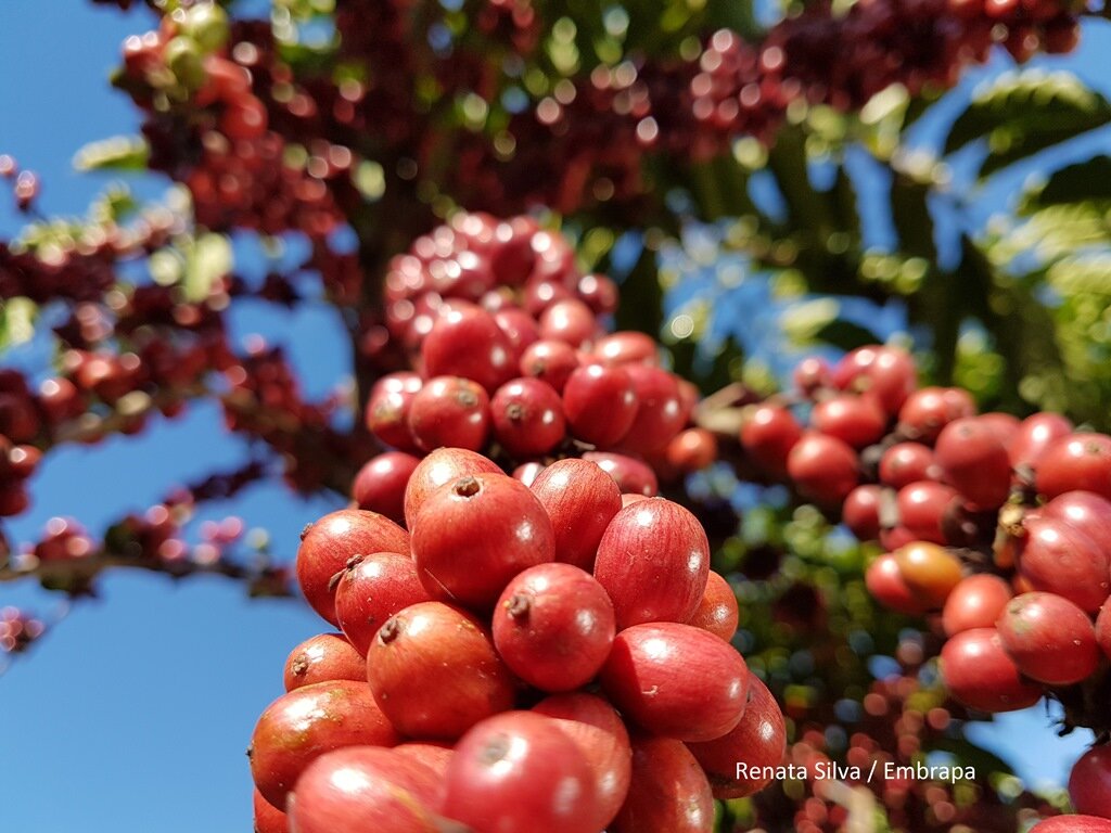 Por meio do projeto Rede Estadual de Avaliação de Clones de Cafés serão avaliados os melhores materiais genéticos disponíveis em Rondônia - Gente de Opinião