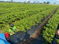 Governo de Rondônia e Basa assinam Protocolo de Intenções para impulsionar o setor produtivo