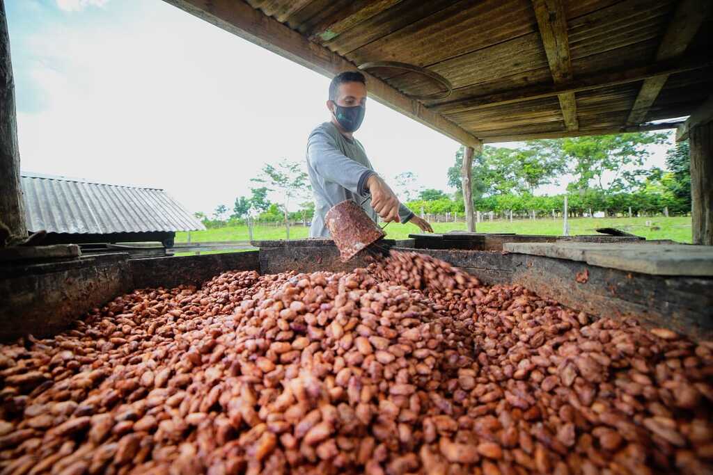 Sebrae fortalece a agricultura familiar na produção de cacau sustentável  - Gente de Opinião