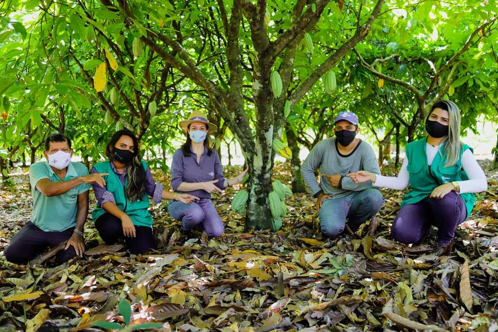 Projeto de Cacau ensina a produtores técnicas de renovação da lavoura para uma melhor produção - Gente de Opinião