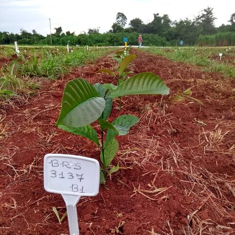 Plantio de cultivares de Robustas Amazônicos no campo experimental da Empaer, em Tangará da Serra, em janeiro de 2021 - Gente de Opinião