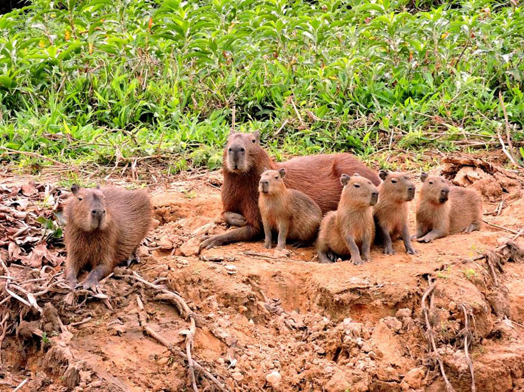 Capivaras no Rio Cuiabá - Gente de Opinião