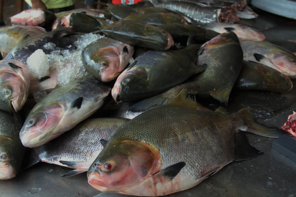 Só o mercado interno de Rondônia consome mais de 7 mil toneladas de tambaqui por ano - Gente de Opinião