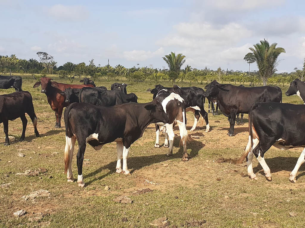 Prefeitura de Porto Velho promove melhoria do gado leiteiro com tecnologia de melhoramento genético - Gente de Opinião