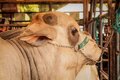 Rondônia lidera produção de gado na Amazônia, sem vacinação e de modo sustentável