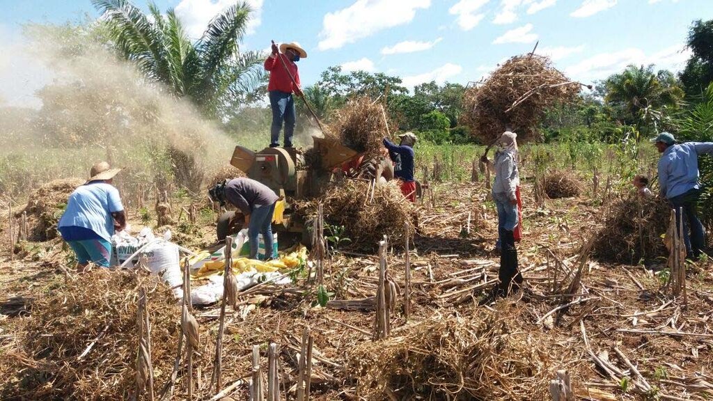 Na propriedade de Almiro Caldeira, produtores trabalham também com o cultivo de feijão - Gente de Opinião