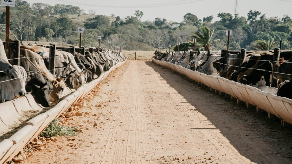 Rondônia, estado cheio de oportunidades para a pecuária e a agricultura - Gente de Opinião