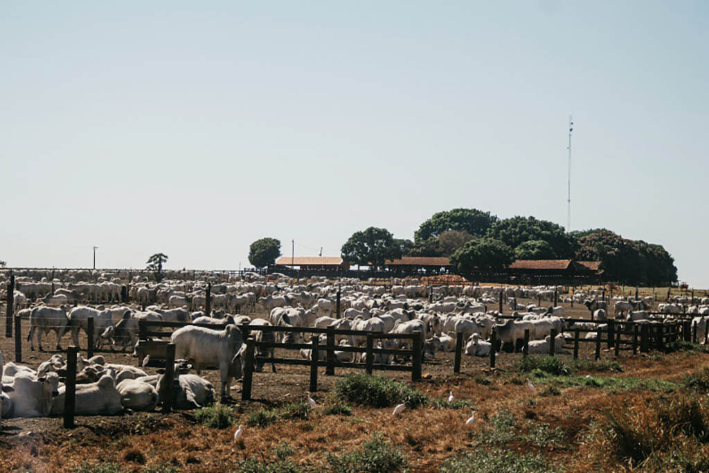 Rondônia, estado cheio de oportunidades para a pecuária e a agricultura - Gente de Opinião