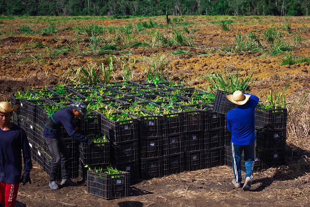 Dia da Amazônia - Qual o papel da maior floresta tropical do planeta no combate ao aquecimento global? - Gente de Opinião