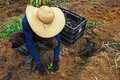 Dia da Amazônia - Qual o papel da maior floresta tropical do planeta no combate ao aquecimento global?