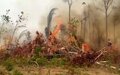Queimadas ameaçam vida de animais selvagens em Rondônia