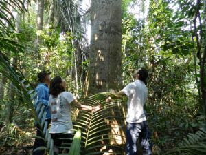 Dia da Árvore e o papel das empresas na responsabilidade ambiental - Gente de Opinião