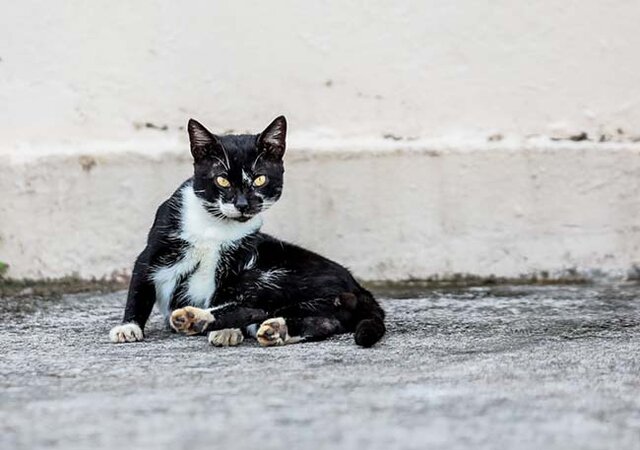 Prefeitura divulga locais para o dia “D” de vacinação antirrábica em Porto Velho - Gente de Opinião