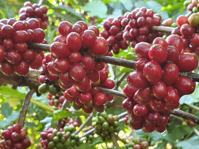 PAM: área destinada para cultivo de café diminui, mas produção aumenta - Gente de Opinião