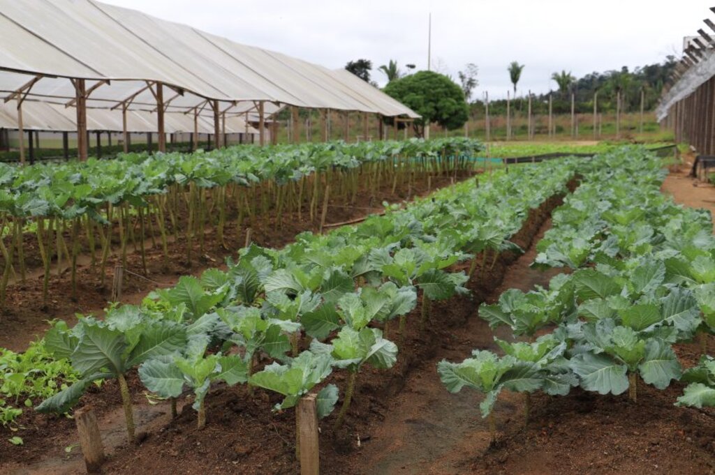 Reeducandos ficam responsáveis pelo cultivo das hortaliças desde semeadura até a colheita - Gente de Opinião