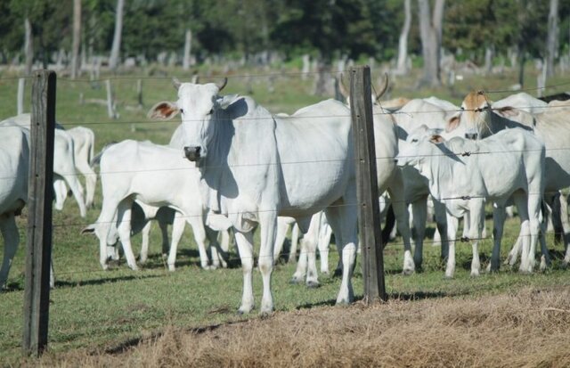 16 municípios rondonienses estão entre os cem com os maiores rebanhos bovinos - Gente de Opinião