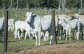 16 municípios rondonienses estão entre os cem com os maiores rebanhos bovinos