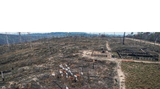 Amazônia: Agro desmatará um milhão de hectares por ano para atender demanda por carne até 2030 - Gente de Opinião