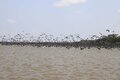 Conheça as belezas naturais do Lago do Cuniã