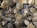Mais de 100 mil filhotes de tartaruga serão soltos no rio Guaporé, região de Costa Marques neste domingo, 5