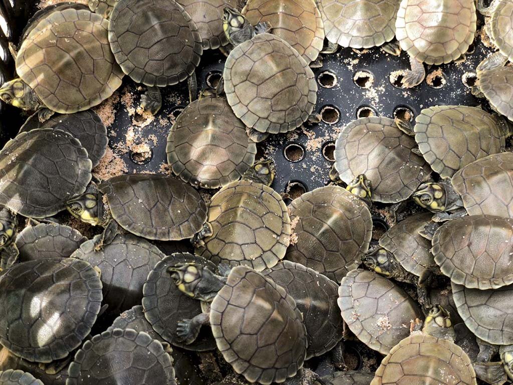 Mais de 100 mil filhotes de tartaruga serão soltos no rio Guaporé, em Costa Marques - Fotos: Milton Castelo e Frank Néry - Gente de Opinião