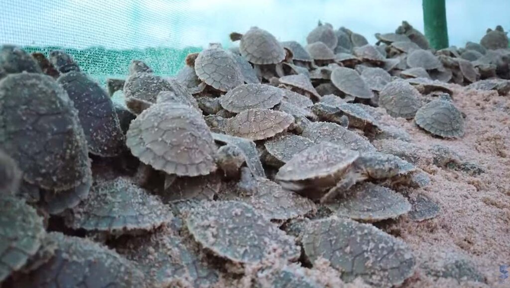 Soltura das tartarugas, espetáculo único da natureza no rio Guaporé - Gente de Opinião