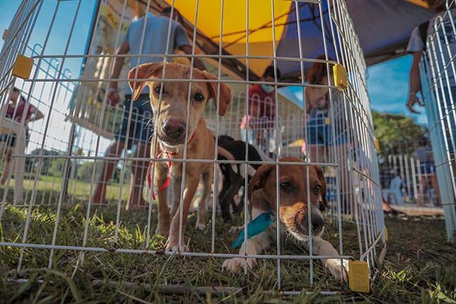 Mais de cem animais ganharam um novo lar durante a I Feira da Adoção de cães e gatos em Porto Velho - Gente de Opinião