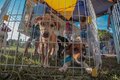 Mais de cem animais ganharam um novo lar durante a I Feira da Adoção de cães e gatos em Porto Velho