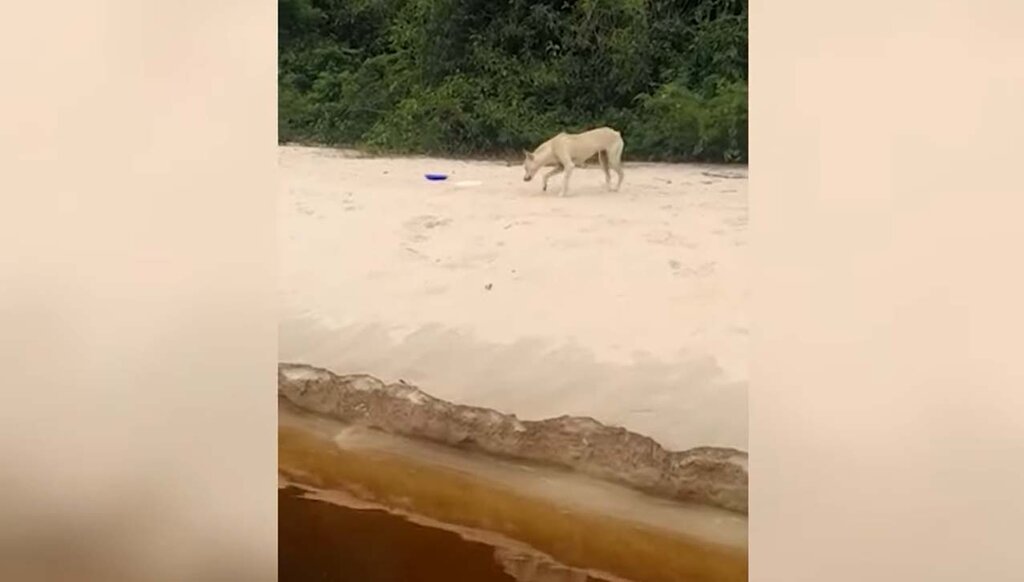 A história de Savana, a cadelinha abandonada numa ilha - Gente de Opinião