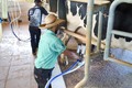 Sebraetec é uma solução de inovação que tem contribuído para melhores resultados do plantel de leite no Estado