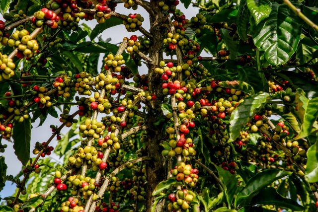 A Região do Café compreende sete municípios: Cacoal, Pimenta Bueno, Espigão do Oeste, Parecis, Primavera de Rondônia, Ministro Andreazza e São Felipe d’Oeste - Gente de Opinião