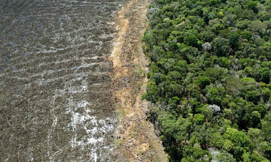 Amazônia: desmatamento e panorama geral sobre o ano para o Meio Ambiente - Gente de Opinião