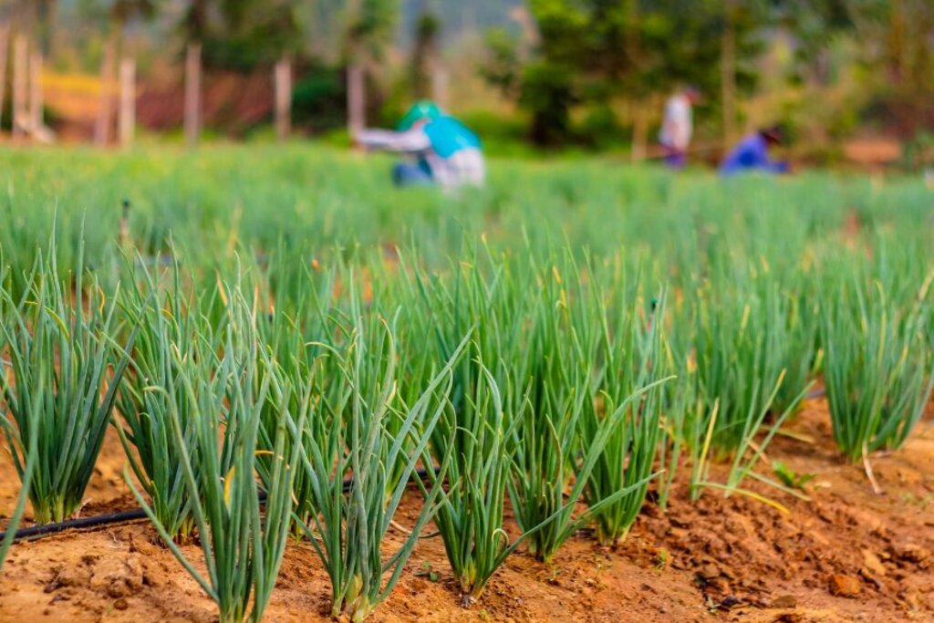 Horta é uma das atividades laborais dos reeducandos em Rondônia - Gente de Opinião