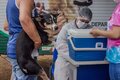 Vacinação antirrábica residencial pode ser agendada em Porto Velho