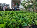 10 mil mudas: prefeitura de Vilhena e Governo do Estado apoiam plantio de café em pequenas propriedades