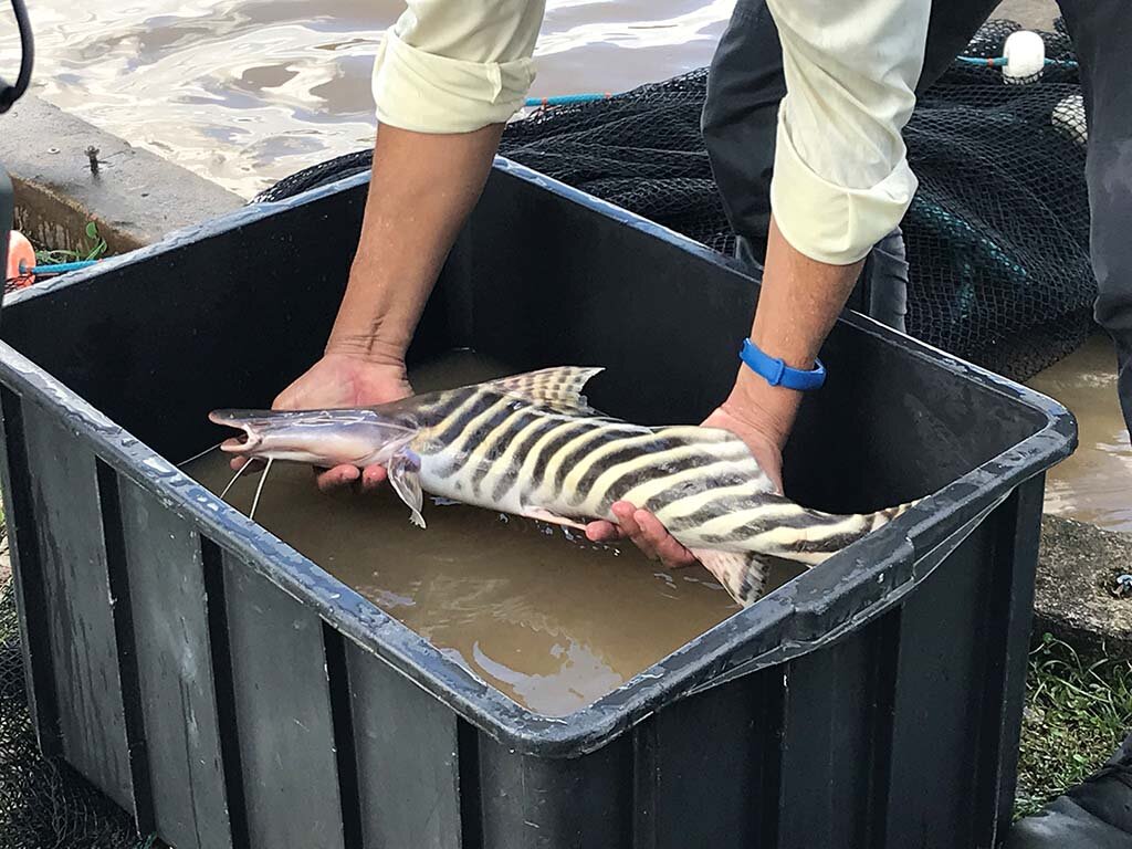 Laboratório de Reprodução de Peixes da Hidrelétrica Santo Antônio tenta feito inédito no Brasil - Gente de Opinião