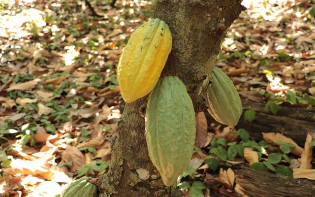 Rondônia é o terceiro maior produtor de cacau do Brasil, e fica atrás apenas da Bahia e do Pará - Gente de Opinião