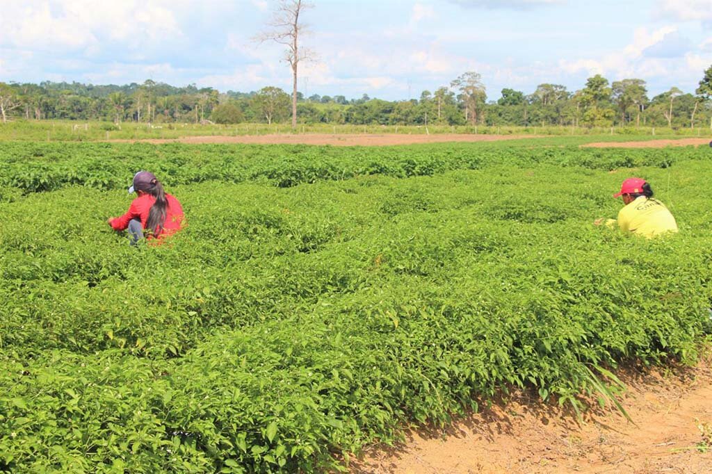 Programa Municipal de Aquisição de Alimentos da Agricultura Familiar é instituído em Ariquemes - Gente de Opinião