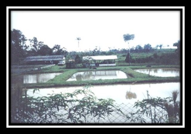 Foto 01: Estação de Piscicultura de Porto Velho Construída a montante da então Cachoeira do Teotônio Ano: julho de 1989. - Gente de Opinião