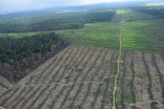 Sertão cresceu, Amazônia encolheu: destruição prevista 45 anos atrás - Gente de Opinião