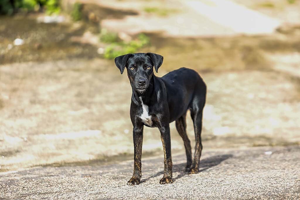 Prefeitura de Poto Velho fortalece mecanismos contra maus-tratos de animais - Gente de Opinião