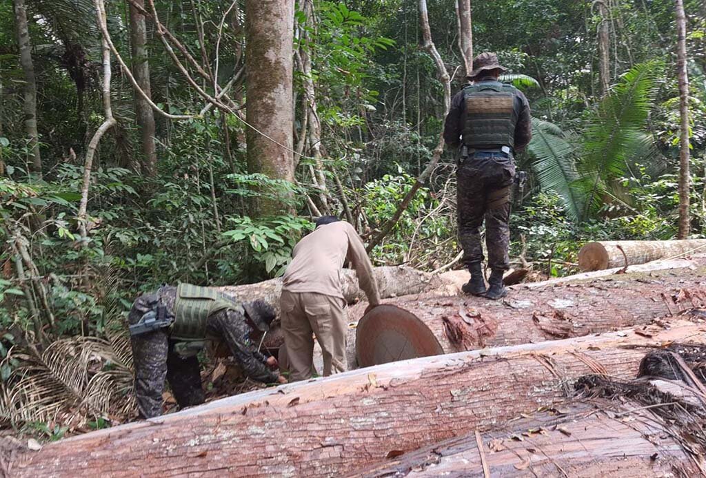 PMRO e SEDAM desarticulam extração ilegal de madeira no entorno da ESEC SAMUEL e apreendem armas  - Gente de Opinião