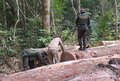 PMRO e SEDAM desarticulam extração ilegal de madeira no entorno da ESEC SAMUEL e apreendem armas 