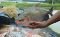Ações de fomento eleva a piscicultura de Rondônia para o maior produtor de peixes nativos em cativeiro