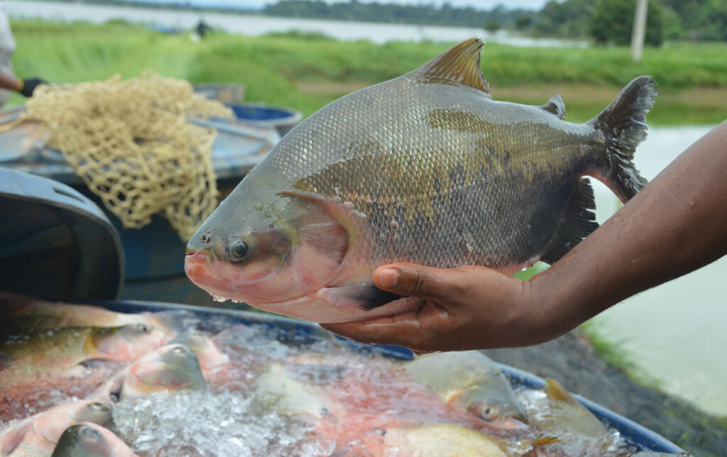 Ações de fomento eleva a piscicultura de Rondônia para o maior produtor de peixes nativos em cativeiro - Gente de Opinião