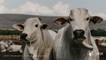 Pecuaristas de Rondônia investem em estrutura e alimentação de qualidade para engorda de bovinos
