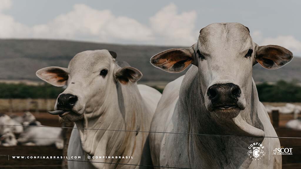 Pecuaristas de Rondônia investem em estrutura e alimentação de qualidade para engorda de bovinos - Gente de Opinião