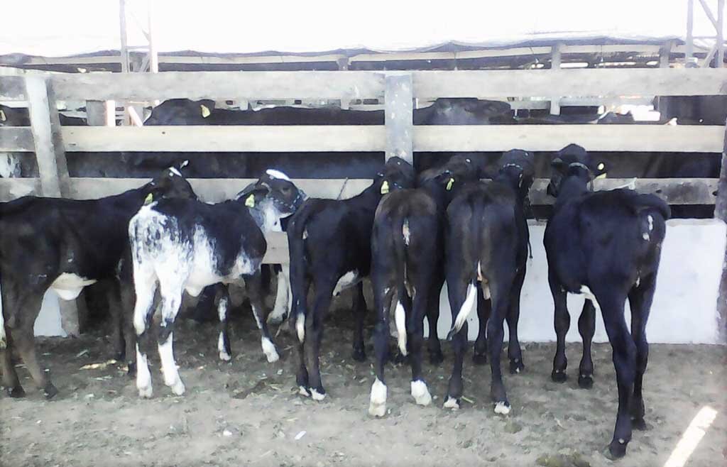 Colorado do Oeste mostra o melhor do gado leiteiro no 10º ano de queda na produção  - Gente de Opinião