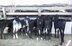 Colorado do Oeste mostra o melhor do gado leiteiro no 10º ano de queda na produção 