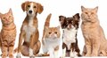 Pesquisa da Cleanipedia alerta: 75% dos tutores de cães e gatos usam produtos de limpeza prejudiciais aos pets